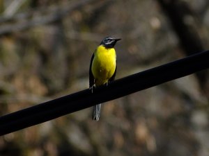 Grey Wagtail