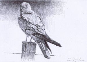 Montagu`s harrier male