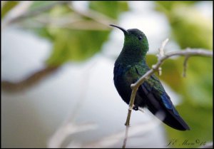 Green-throated Carib