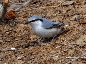 Eurasian nuthatch