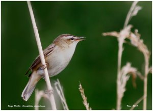 Sedge Warbler