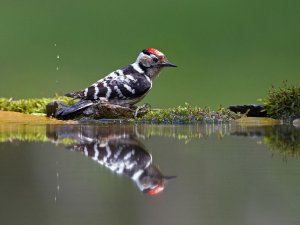 Lesser spotted woodpecker