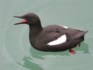 Black Guillemot