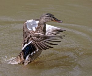 Duck spreading wings
