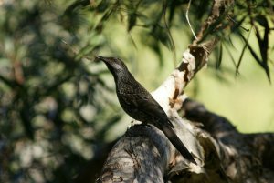 Little Wattlebird