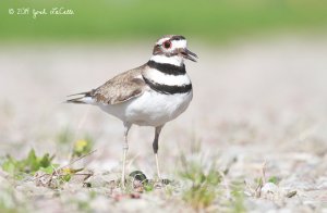 Killdeer