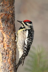 Yellow-bellied Sapsucker