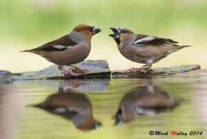 Hawfinch pair