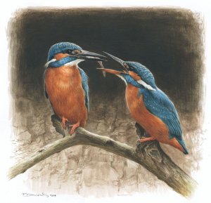 Common Kingfisher pair