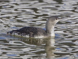 Red-throated Loon floating on water