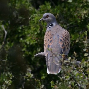 Turtle Dove