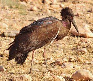 Abdim's Stork