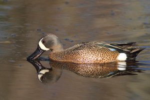 Blue-winged Teal