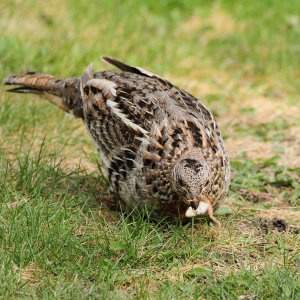 Ruffed Grouse