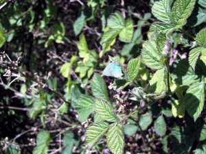 Green Hairstreak Butterfly