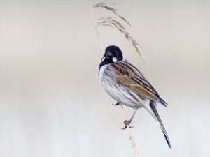 Reed Bunting