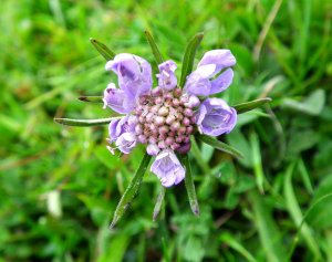 Very Small Small Scabious!