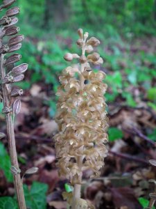 Bird's Nest Orchid