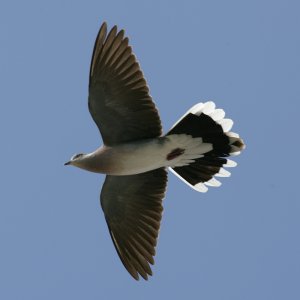 Turtle Dove