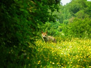 Fox in Flowers