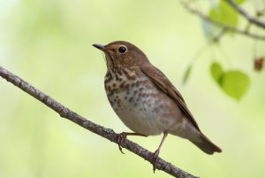 Hermit Thrush