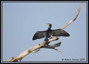 Great Cormorant