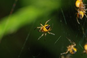 Baby garden spider