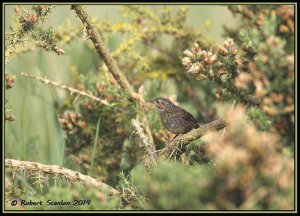 Juvenile Dunnock