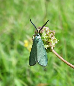 Fantastic Day Flying Moth - The Forester