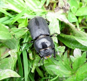 Lesser Stag Beetle