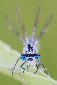 Azure Damselfly