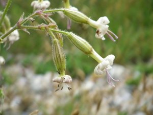 Nottingham Catchfly