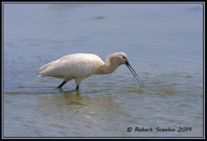 Spoonbill