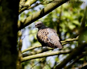 Turtle Dove