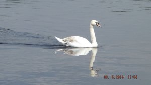 Mute Swan