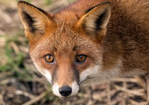 Fox portrait