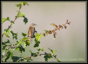 Sunny Sedge Warbler