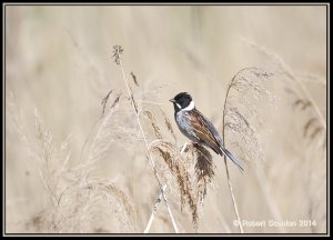 Reed Bunting