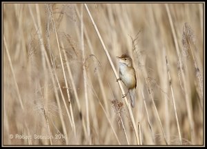 Reed Warbler