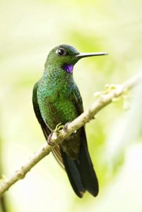 Green-crowned Brilliant