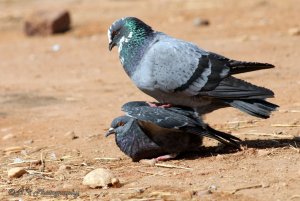 Dove checkered pigeon mating