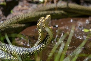 western_whip_snake-_mating_pair