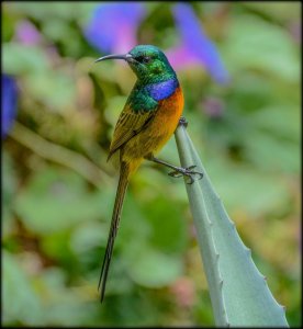 Orange-breasted Sunbird