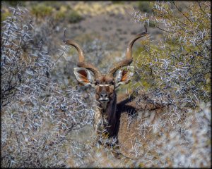 Kudu Bull ~ Karoo National Park, South Africa