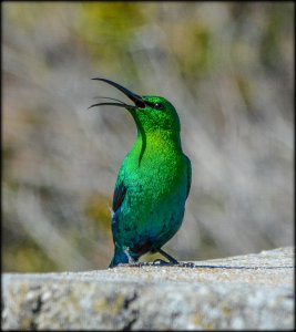 Malachite Sunbird