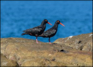 African Black Oystercatcher