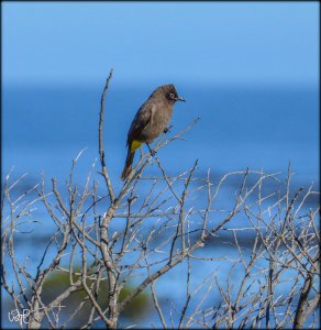 Cape Bulbul