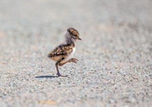 Lapwing chick