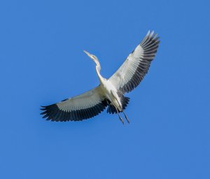 Black-headed Heron