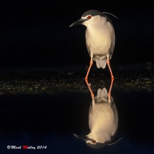Night Heron reflection